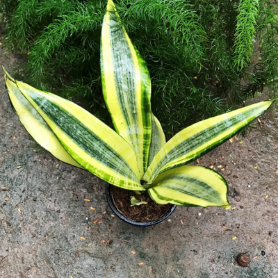 Sansevieria Gold Dust (Potted)