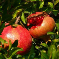 Sinduri Anar Grafted Tree
