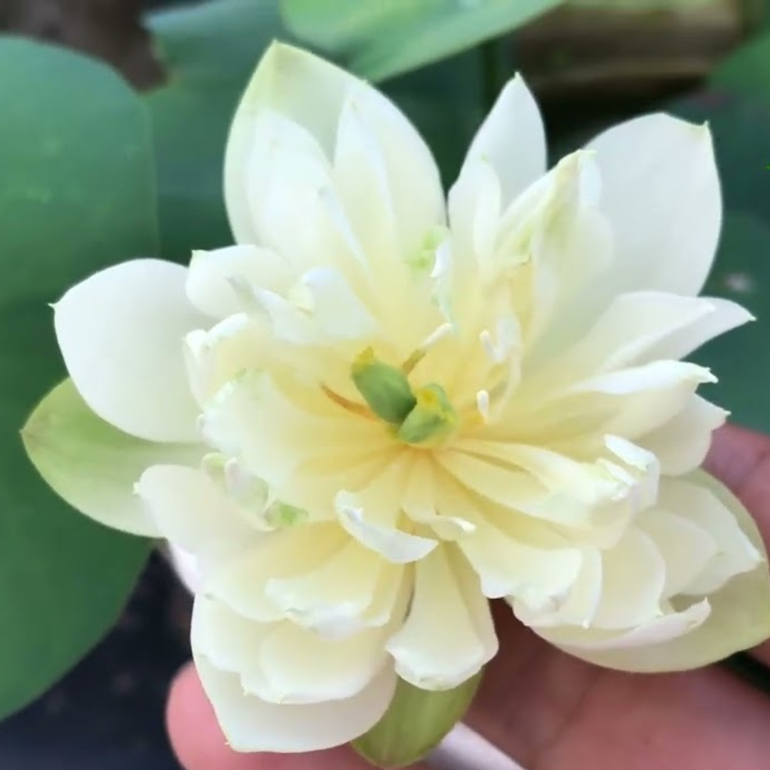 Emerald Mini bowl Lotus Tuber