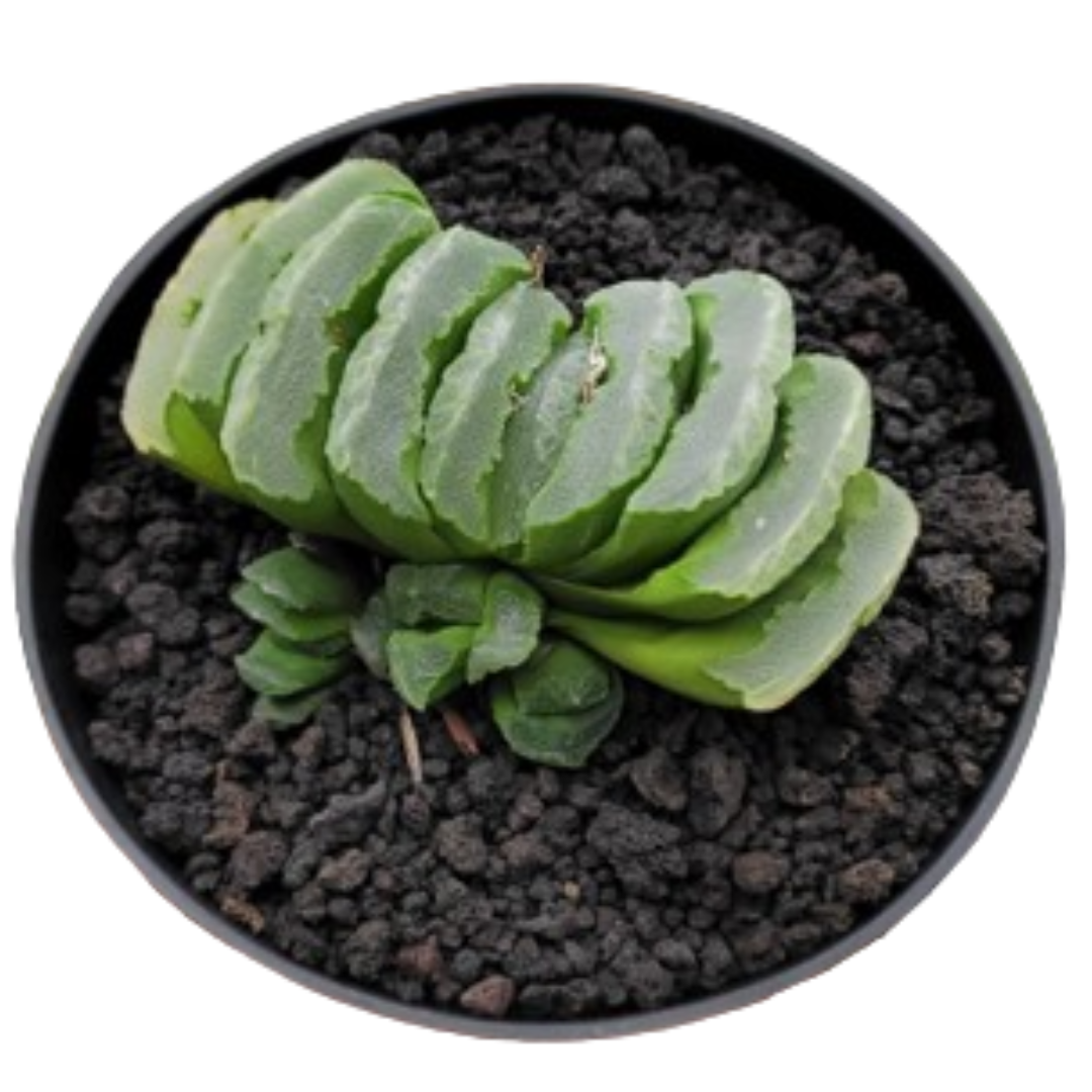 Haworthia Truncata Hybrid 002 (Bare Rooted)