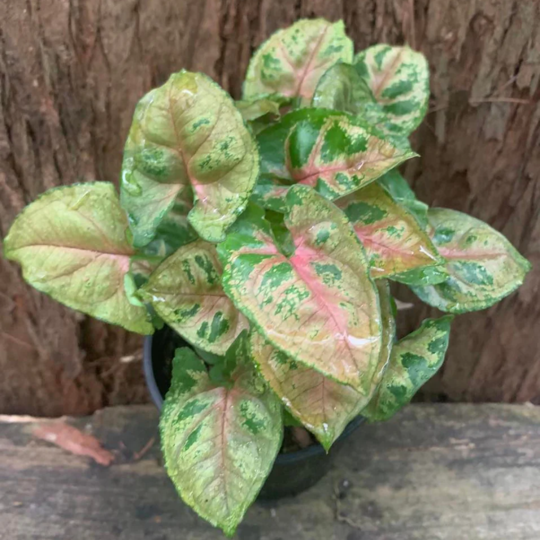 Syngonium Mini allusion