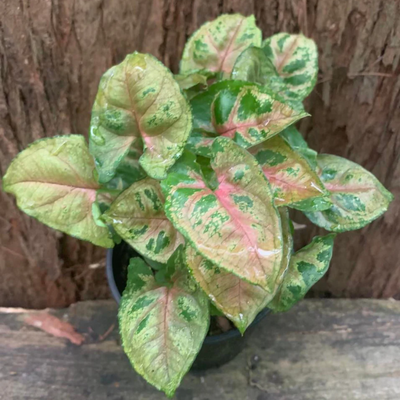Syngonium Mini allusion