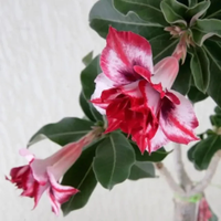 Adenium Rosy - Carnatum Bare Rooted Plant (Grafted)
