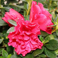 Azalea Super Red