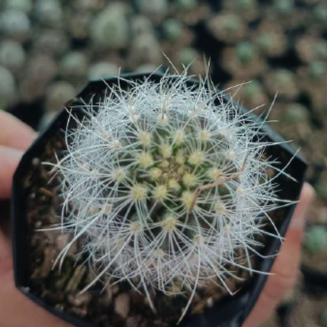 Neoporteria Senilis Cactus (Bare Rooted)