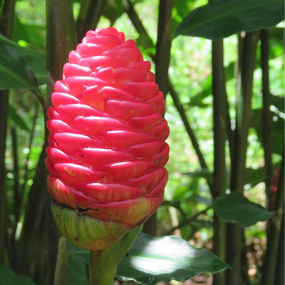 Shampoo Ginger Bulbs