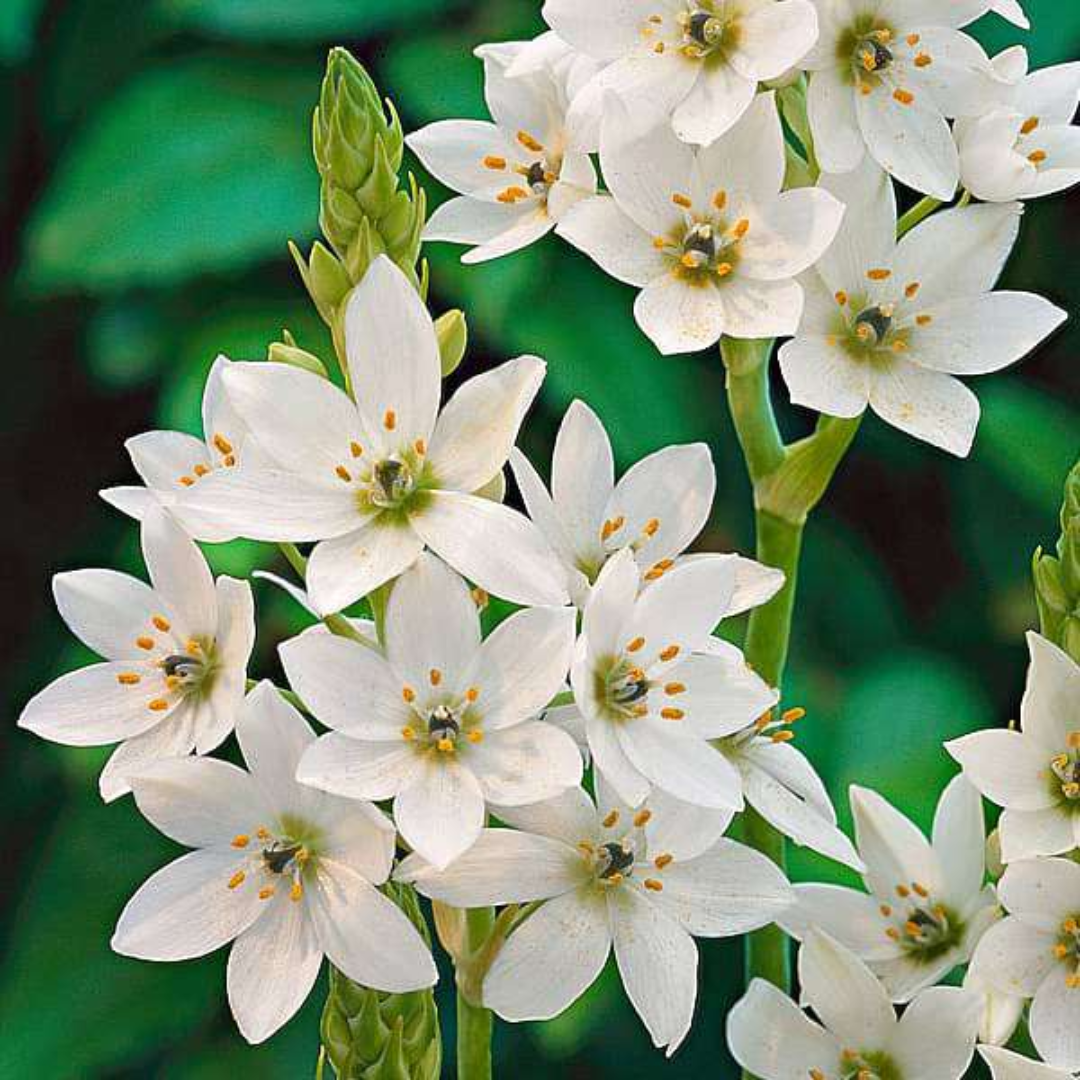 Ornithogalum Chincherinchee Bulbs – White Color