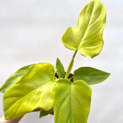Philodendron Golden Violin