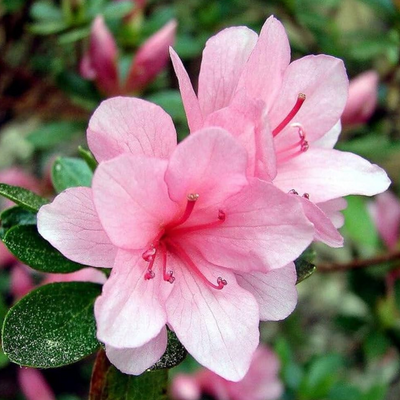 Azalea Light Pink (Double Flower) Plant