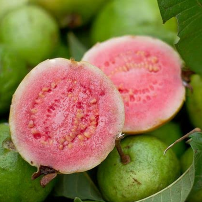 Thai Pink Guava Grafted Tree
