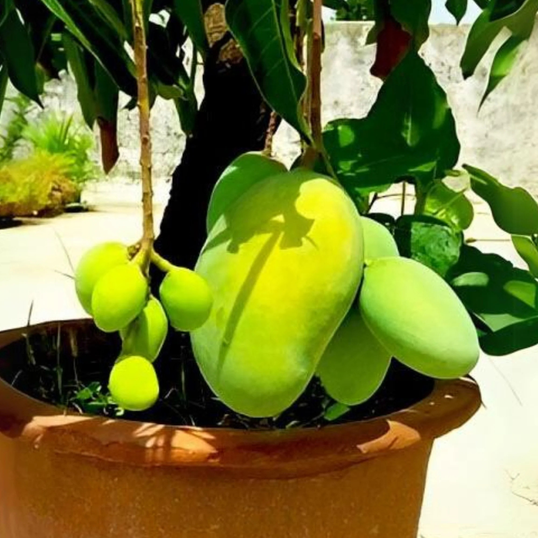 Katimon (Baramasi) Mango Grafted Tree | Plant Store