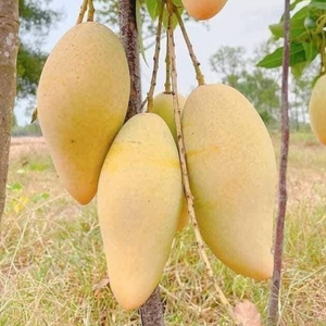 Yellow Banana Mango Grafted Tree