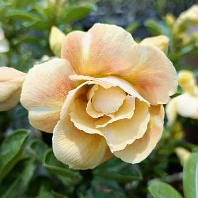 Adenium Rosy - Caramel Bare Rooted Plant (Grafted)