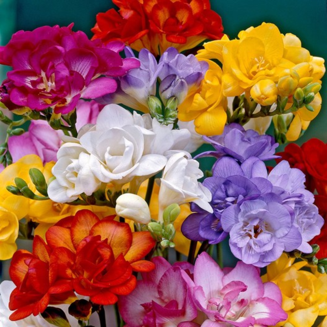 Freesia Multi Petal Bulbs- Multi Color