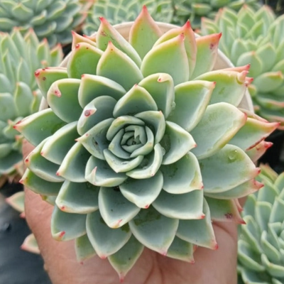 Echeveria Pansy Hybrid