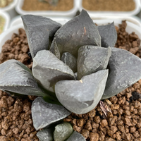 Haworthia Black Lady Hybrid (Bare Rooted)