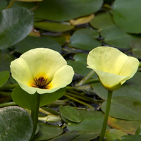 Water Poppy