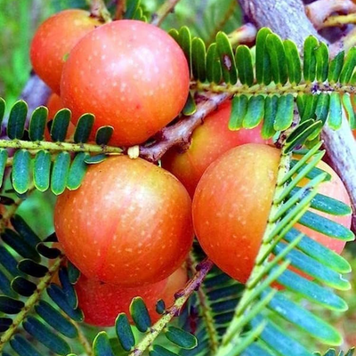 Red Amla Grafted Tree