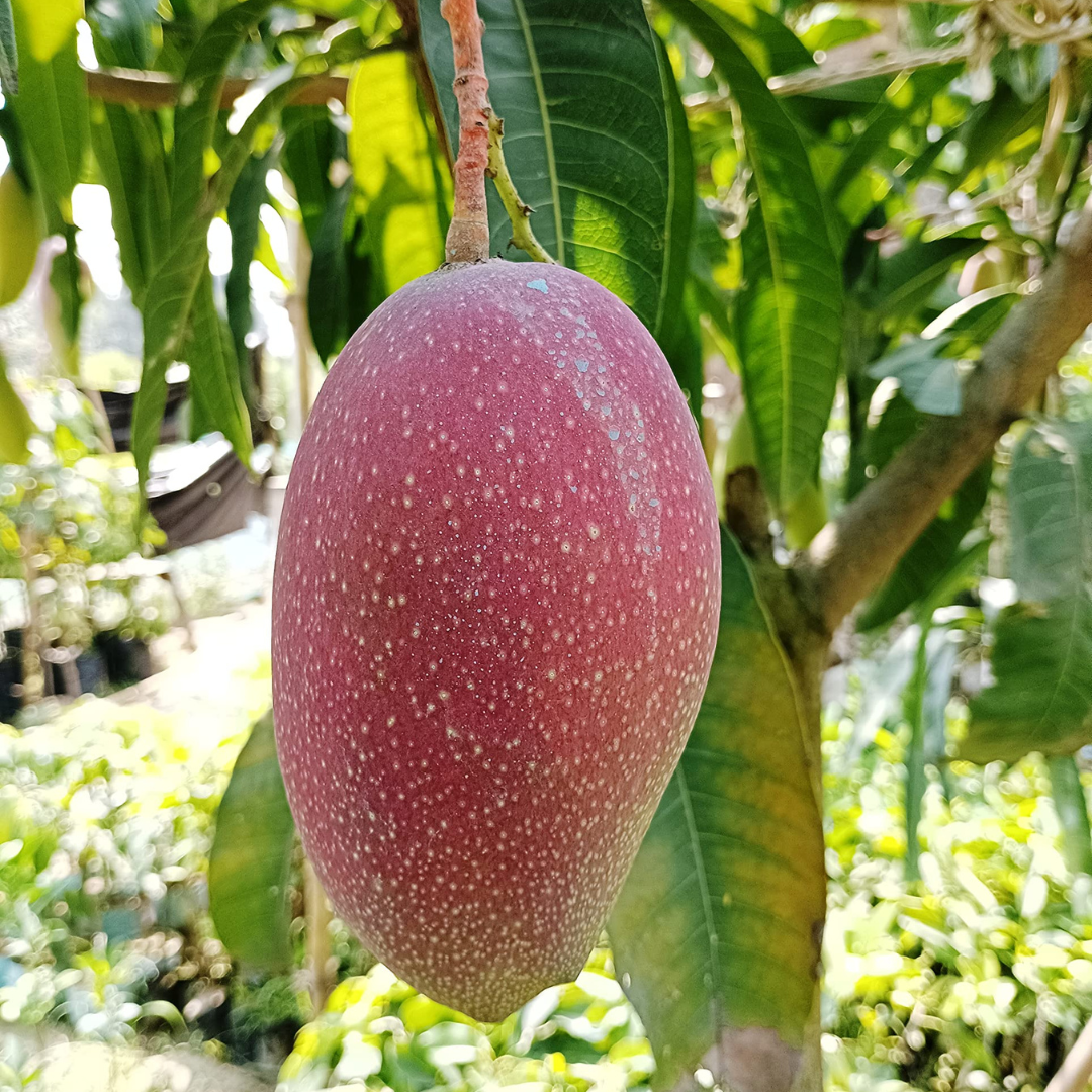 "King of Chakapat" Mango Grafted Tree