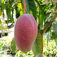 "King of Chakapat" Mango Grafted Tree