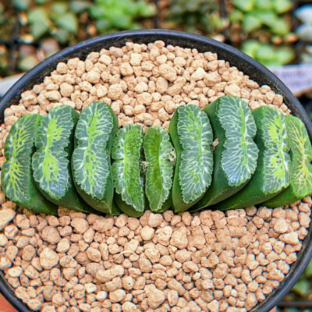 Haworthia Truncata Hybrid 002 (Bare Rooted)