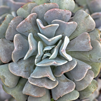 Echeveria Cubic Frost (Bare Rooted)