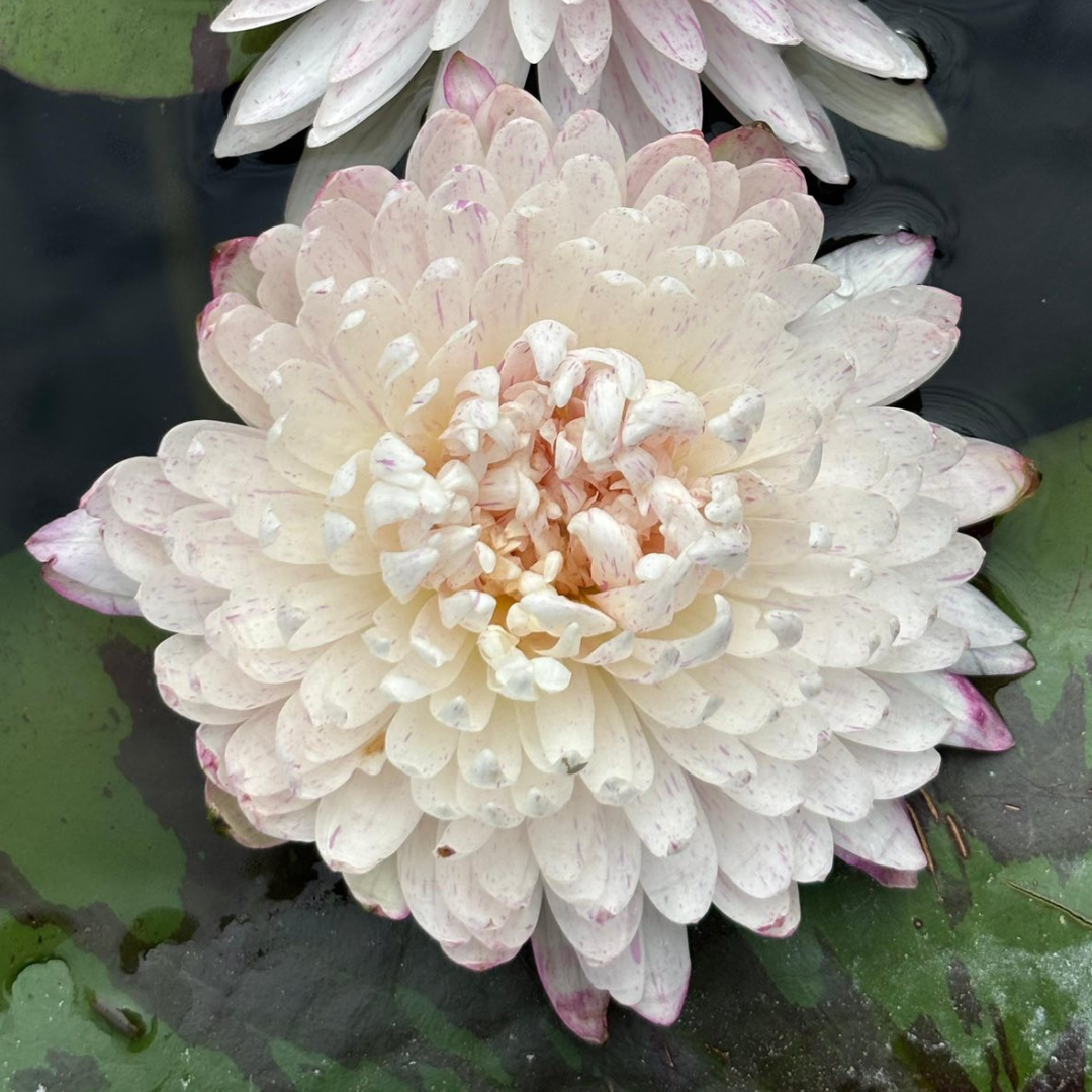 Ineffieble Tropical Waterlily