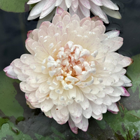 Ineffieble Tropical Waterlily