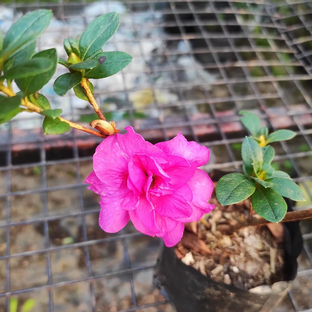 Azalea Shanghai Baby (Double Flower) Plant