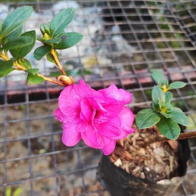 Azalea Shanghai Baby (Double Flower) Plant