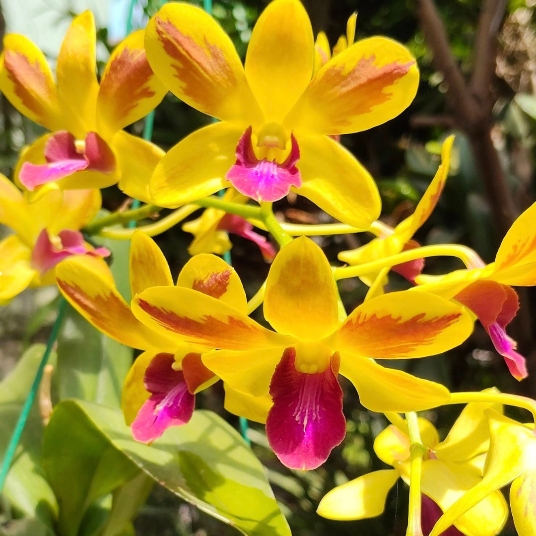 Dendrobium Give By God (Blooming Size)