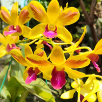 Dendrobium Give By God (Blooming Size)