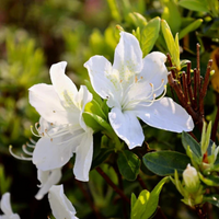Azalea White Flower