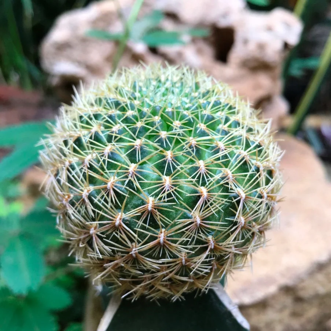 Sulcorebutia Cactus (Bare Rooted)
