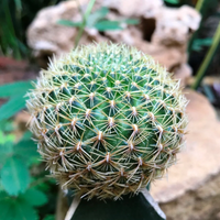 Sulcorebutia Cactus (Bare Rooted)