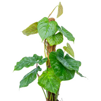 Philodendron Majestic