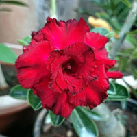Adenium Rosy - Crimson Ruffle Bare Rooted Plant (Grafted)
