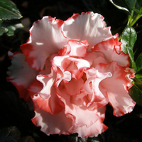 Azalea Leopold Astrid (Double Flower) Plant