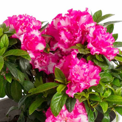 Azalea John Hearrens (Double Flower) Plant