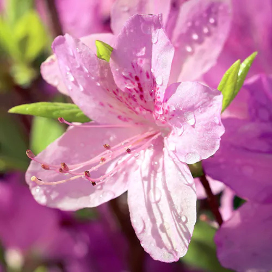 Azalea Light Pink (Double Flower) Plant