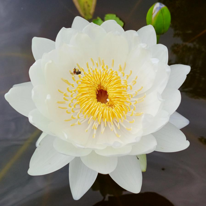 Mermaid Australian Waterlily