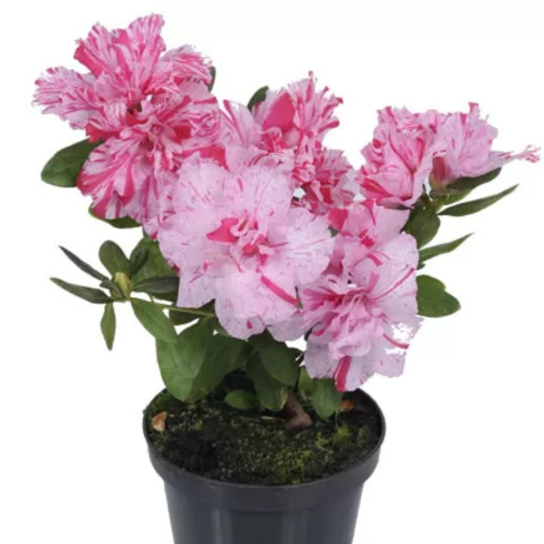Azalea Belgian Stripe (Double Flower) Plant