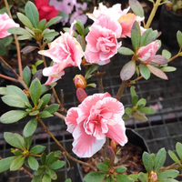 Azalea Lady Love