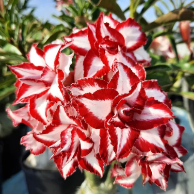 Adenium Rosy - Ferrari Bare Rooted Plant (Grafted)
