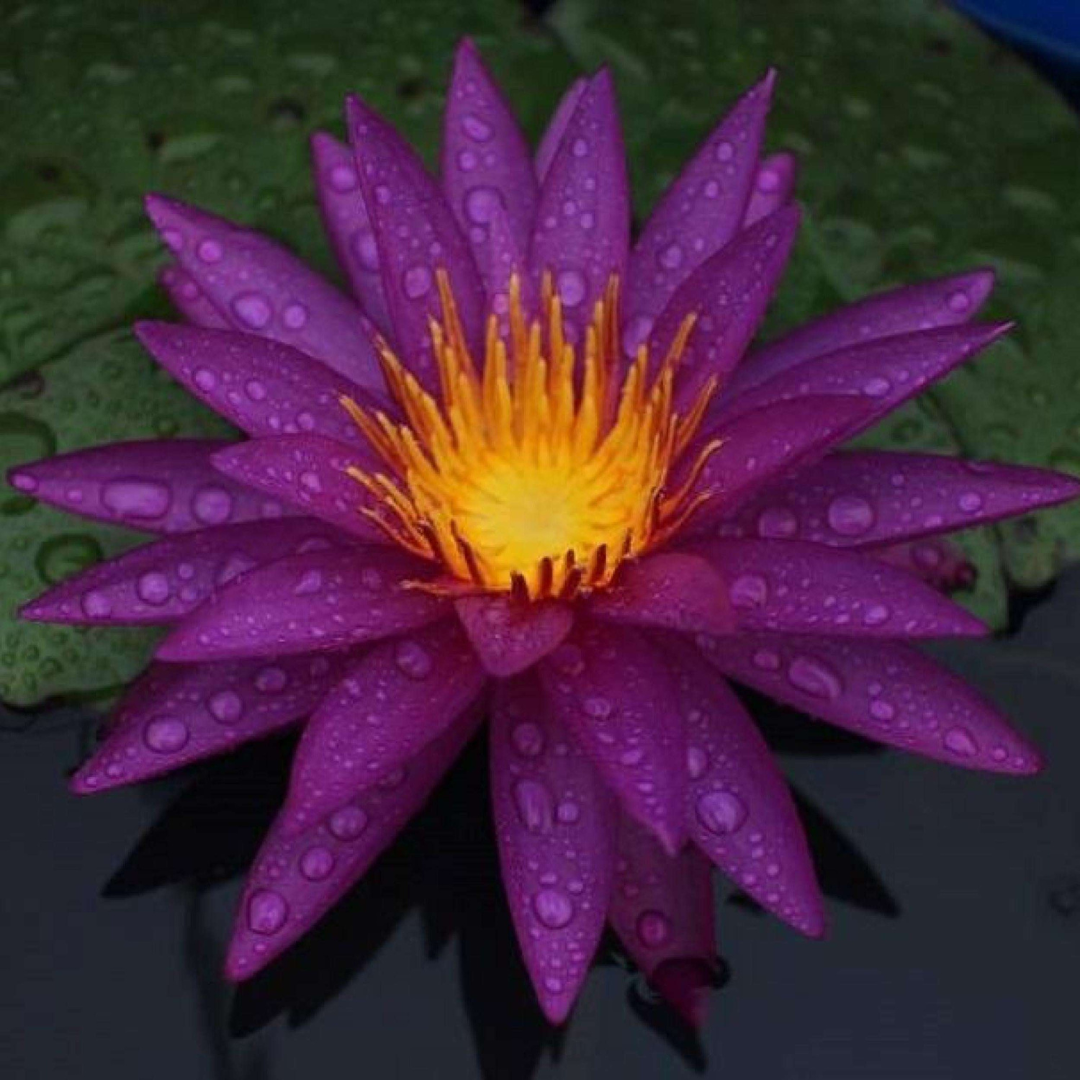 Detective Erika Hardy Waterlily