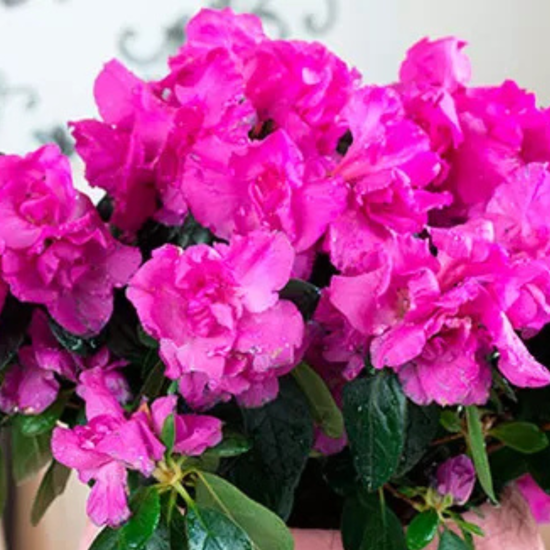 Azalea Shanghai Baby (Double Flower) Plant