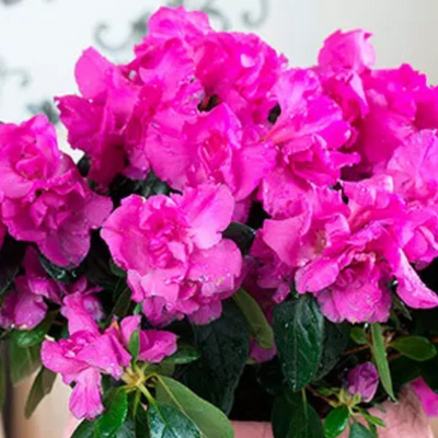 Azalea Shanghai Baby (Double Flower) Plant