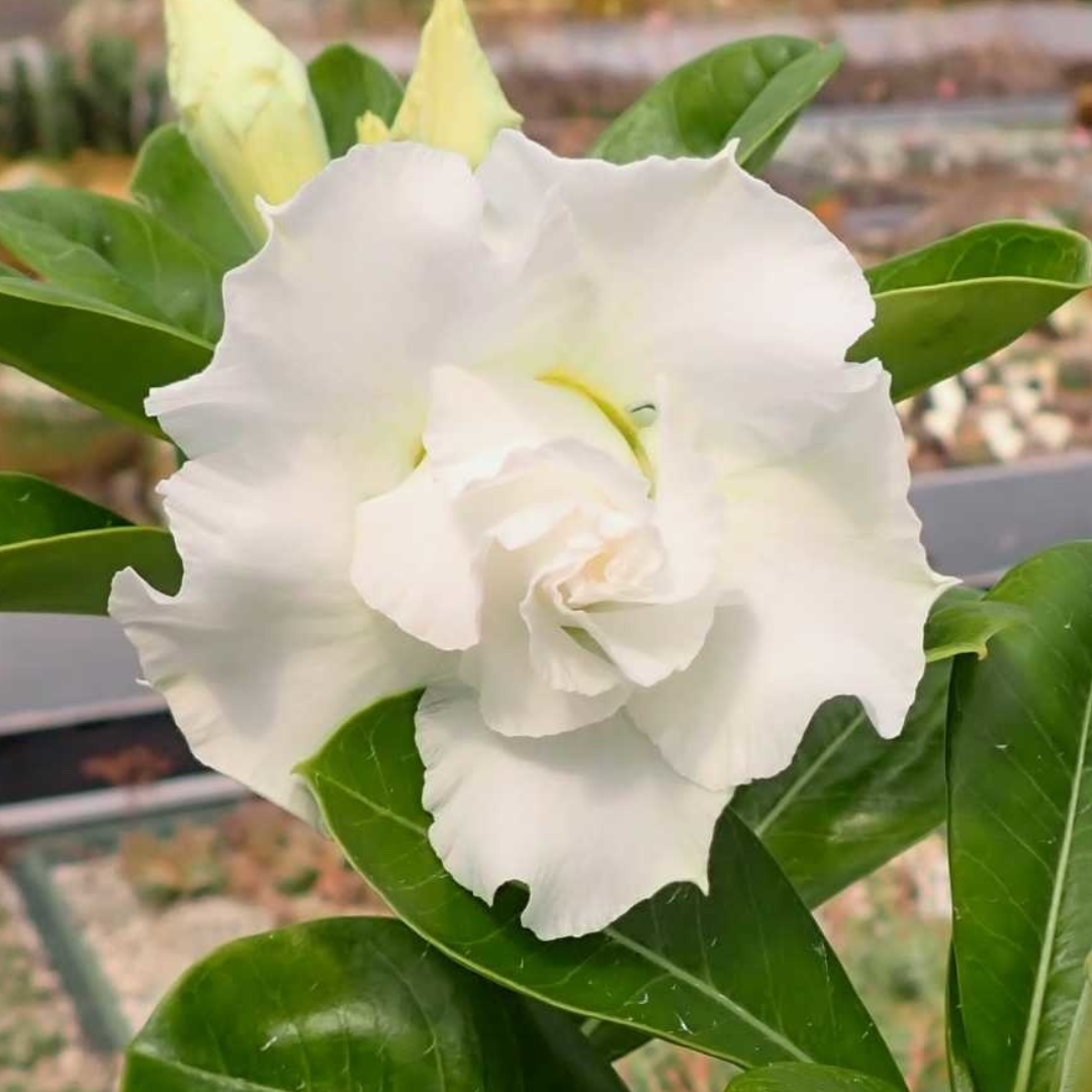 Adenium Rosy - Snow White Bare Rooted Plant (Grafted)