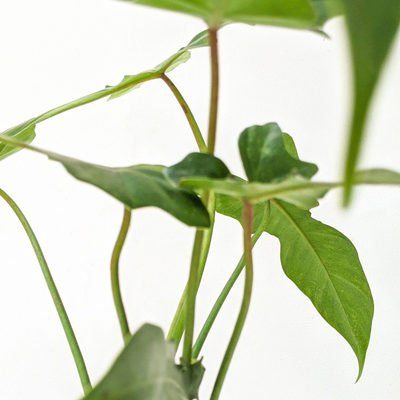 Philodendron Golden Dragon