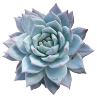 Echeveria Chihuahuaensis (Blue Bird) (Bare Rooted)